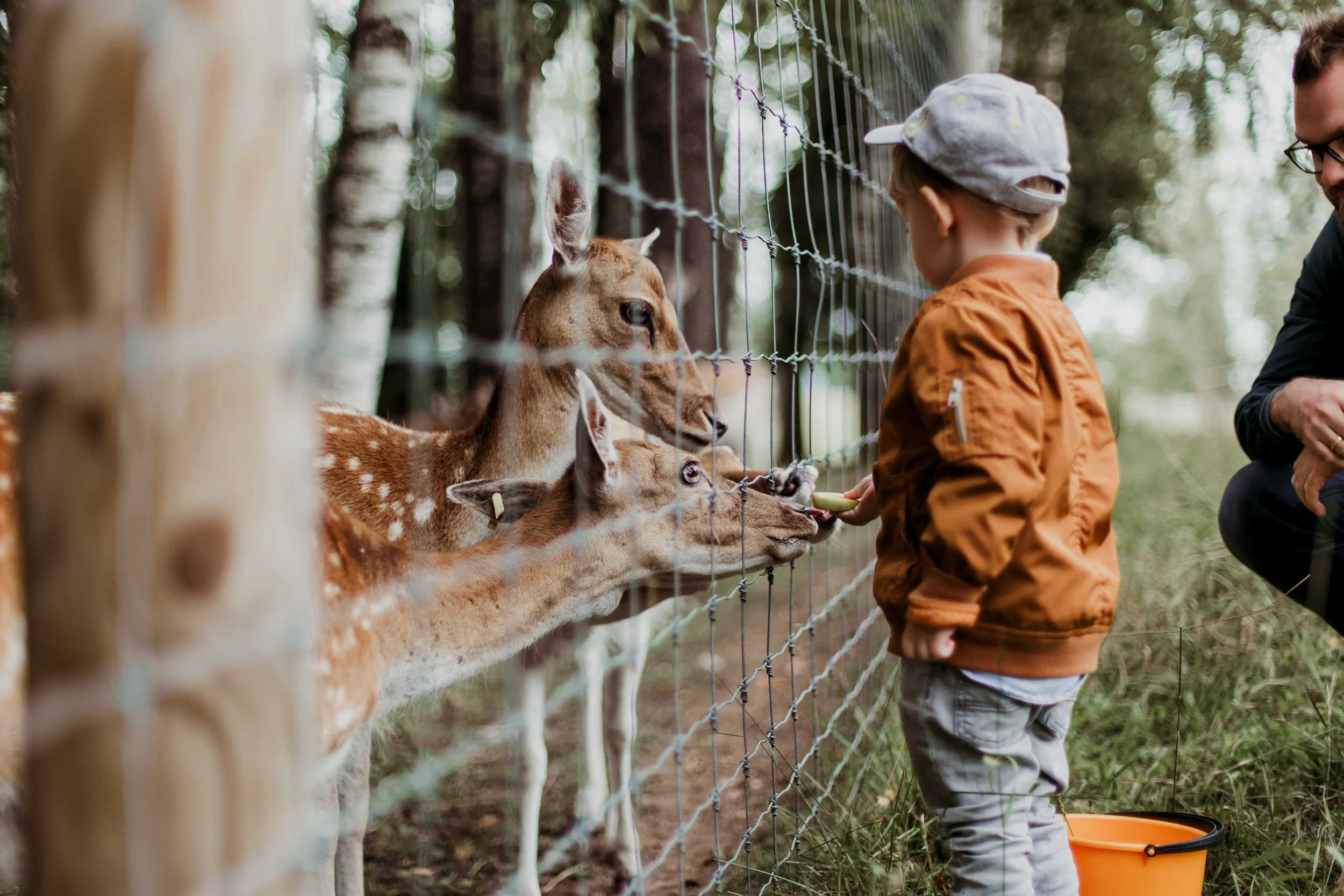 child feeding deer