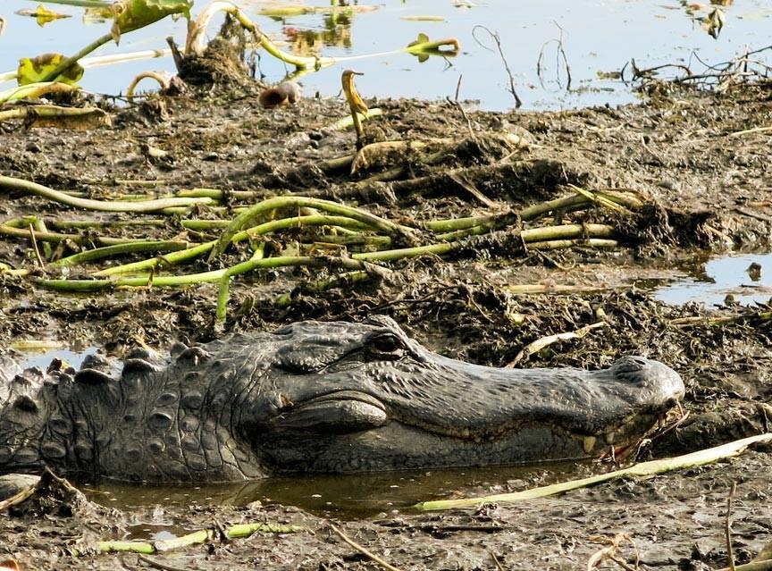 GATOR IN MARSH