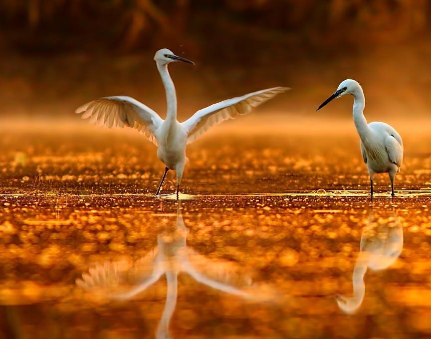 PELICAN BIRD ON POND