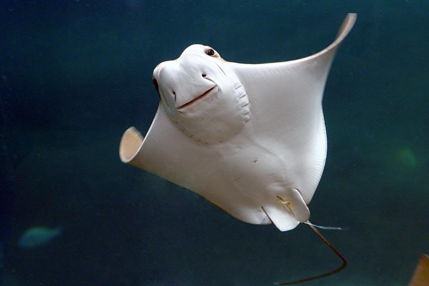 STINGRAY IN FLIGHT